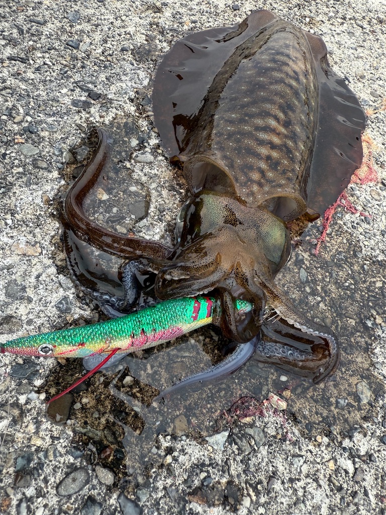 f:id:shimokenpi:20250816142327j:image