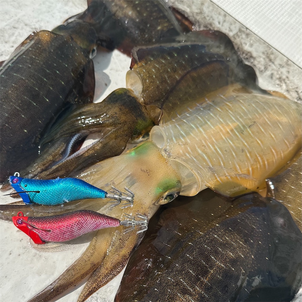 f:id:shimokenpi:20250826210314j:image