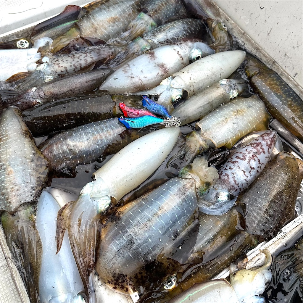 f:id:shimokenpi:20250826210716j:image