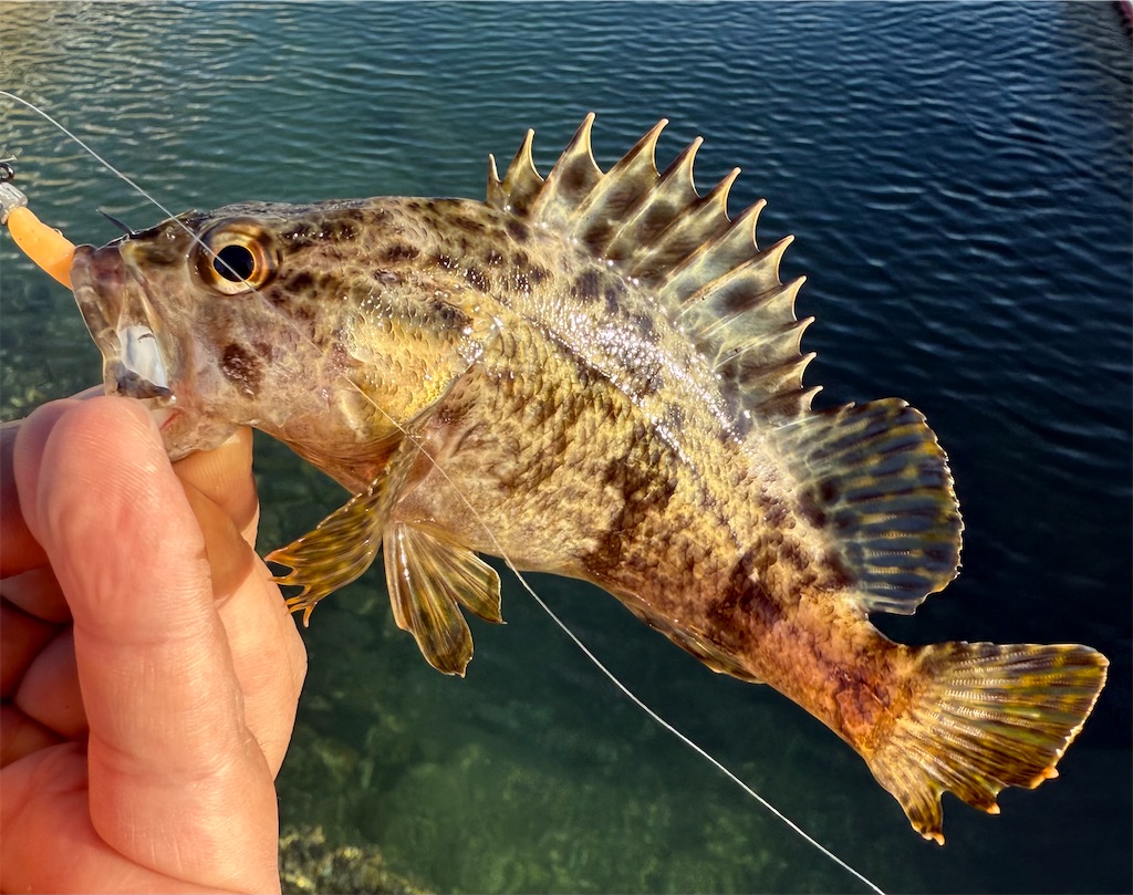 f:id:shimokenpi:20251130164919j:image