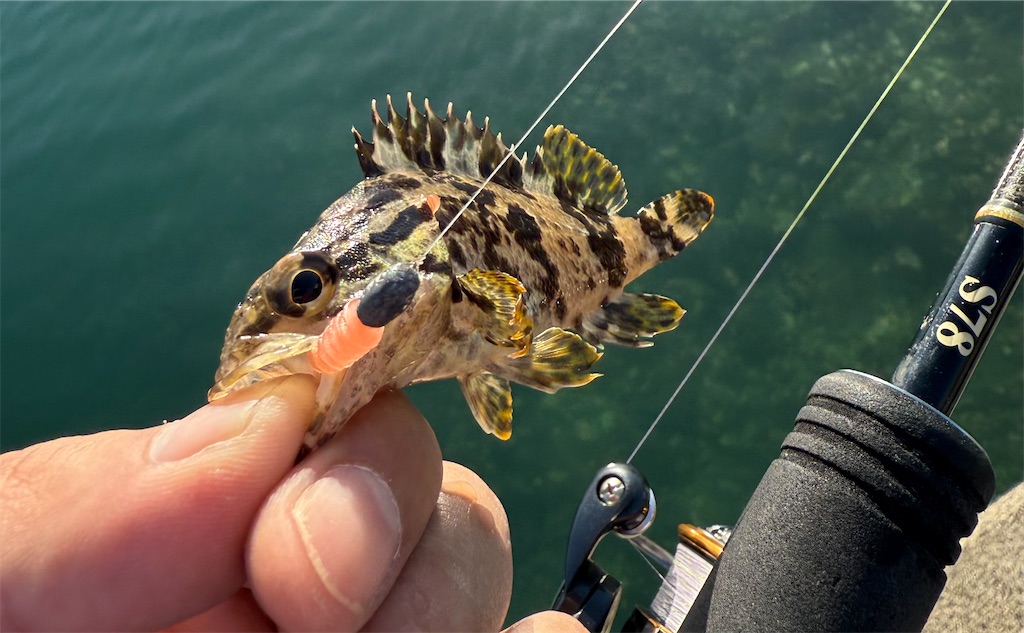 f:id:shimokenpi:20251130165039j:image