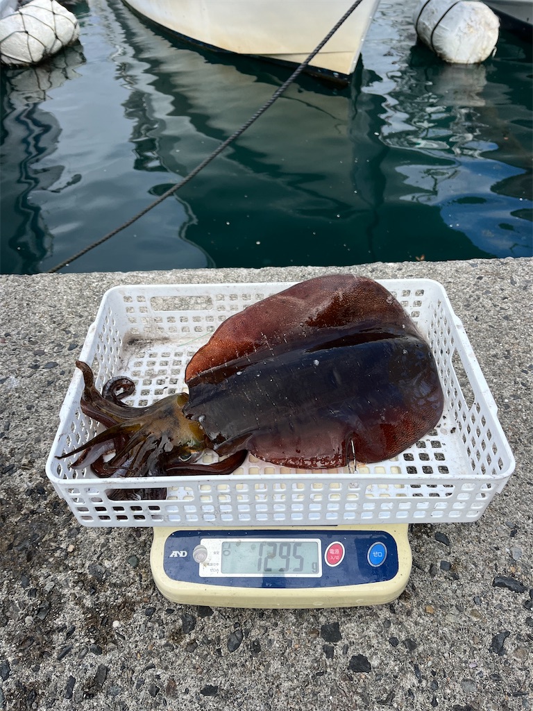 f:id:shimokenpi:20251215073158j:image