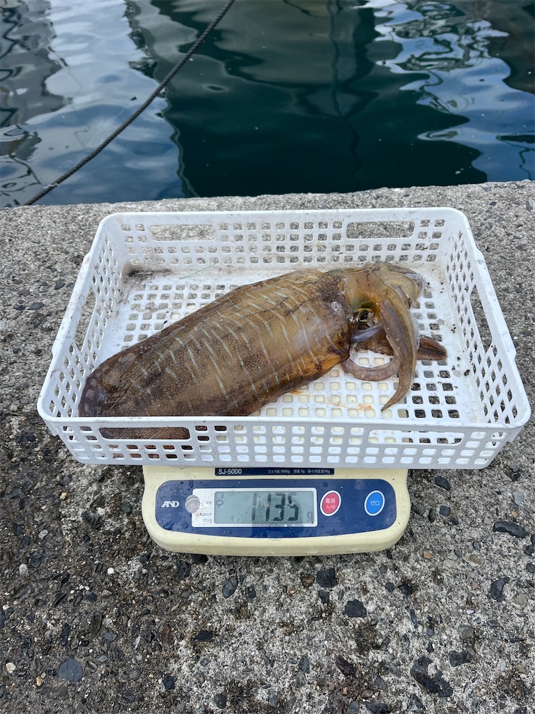 f:id:shimokenpi:20251215073202j:image