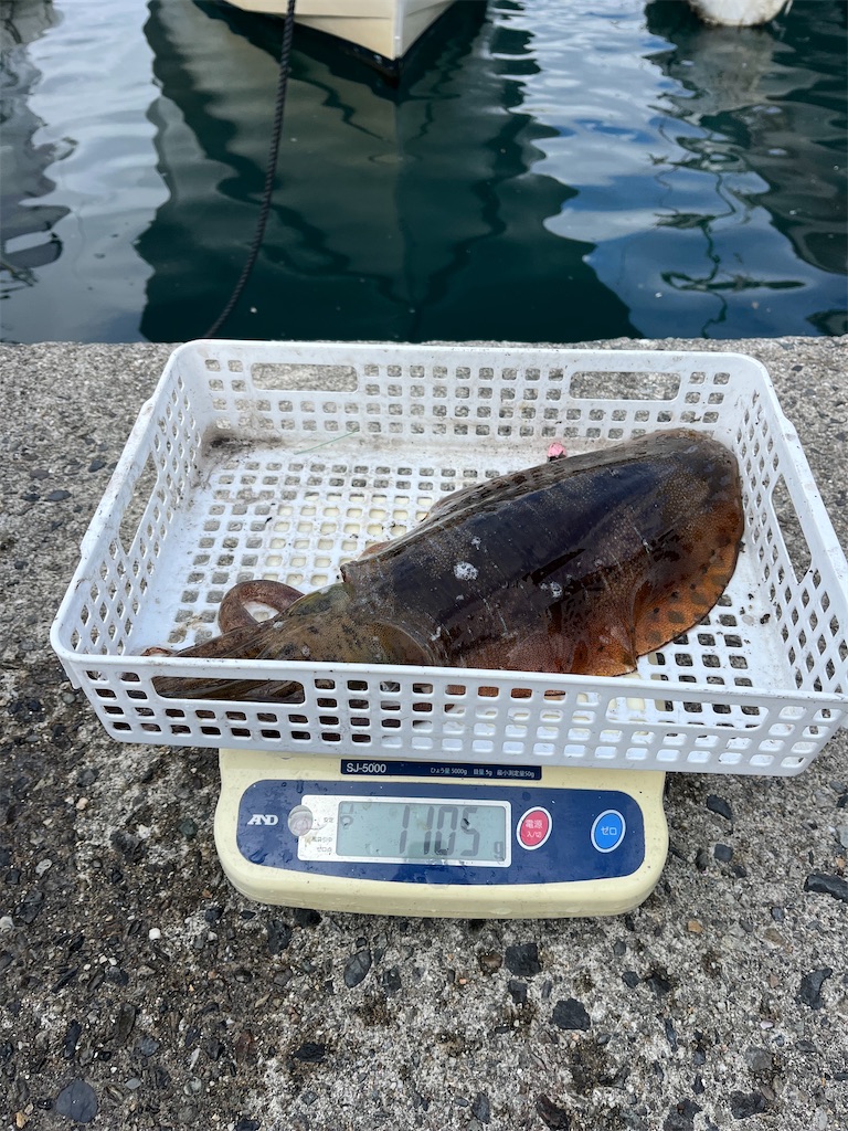 f:id:shimokenpi:20251215073206j:image