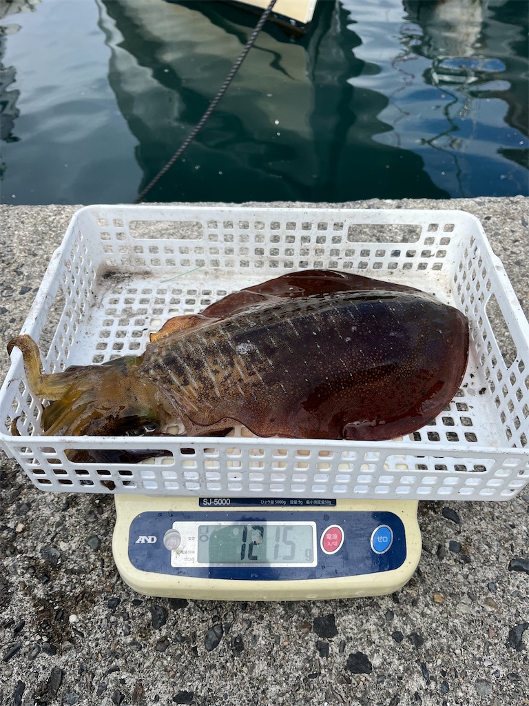 f:id:shimokenpi:20251215073210j:image