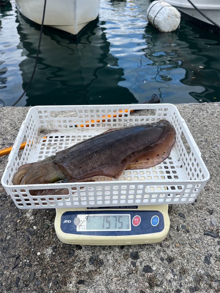 f:id:shimokenpi:20251215073214j:image