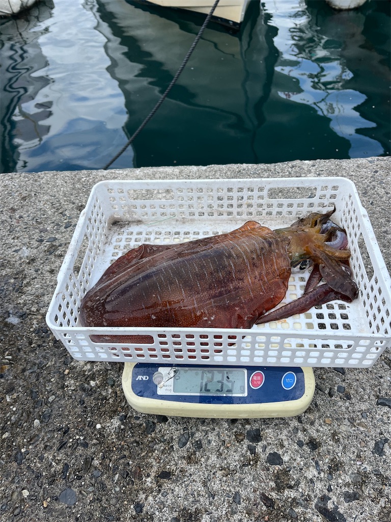 f:id:shimokenpi:20251215073226j:image