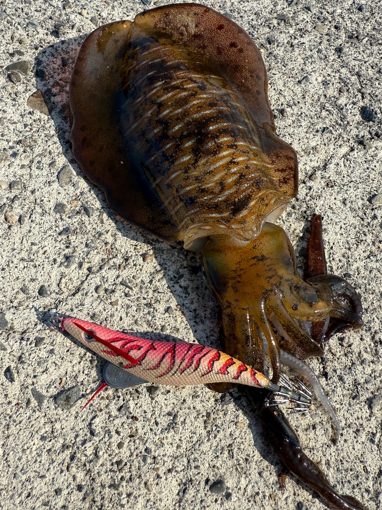 f:id:shimokenpi:20251225081105j:image