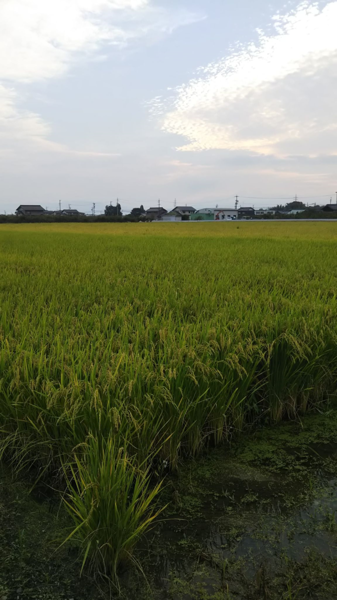 f:id:shimonof13:20201004222429p:plain