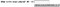 Text_CAPTCHA_Numeral