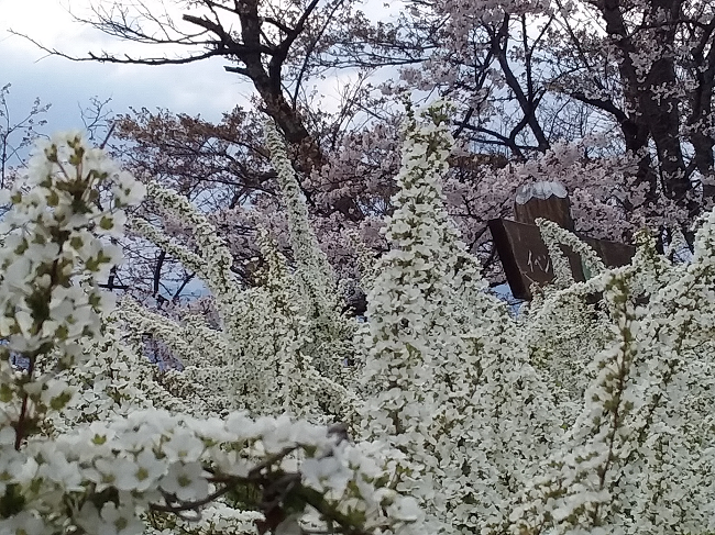 f:id:shimoten:20190417204057p:plain