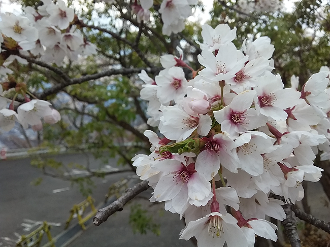 f:id:shimoten:20190417204319p:plain