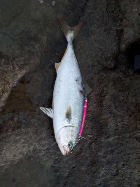 ジャンプライズ 飛びキング105hs 釣物語