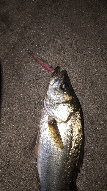 ジャンプライズ 飛びキング105hs 釣物語