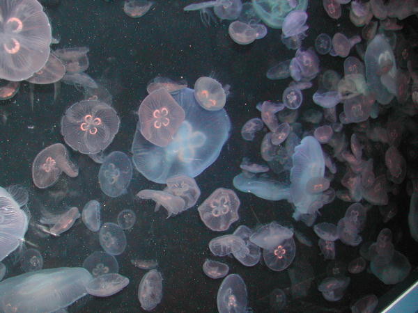 f:id:shin6430:20060508225930j:image:w200