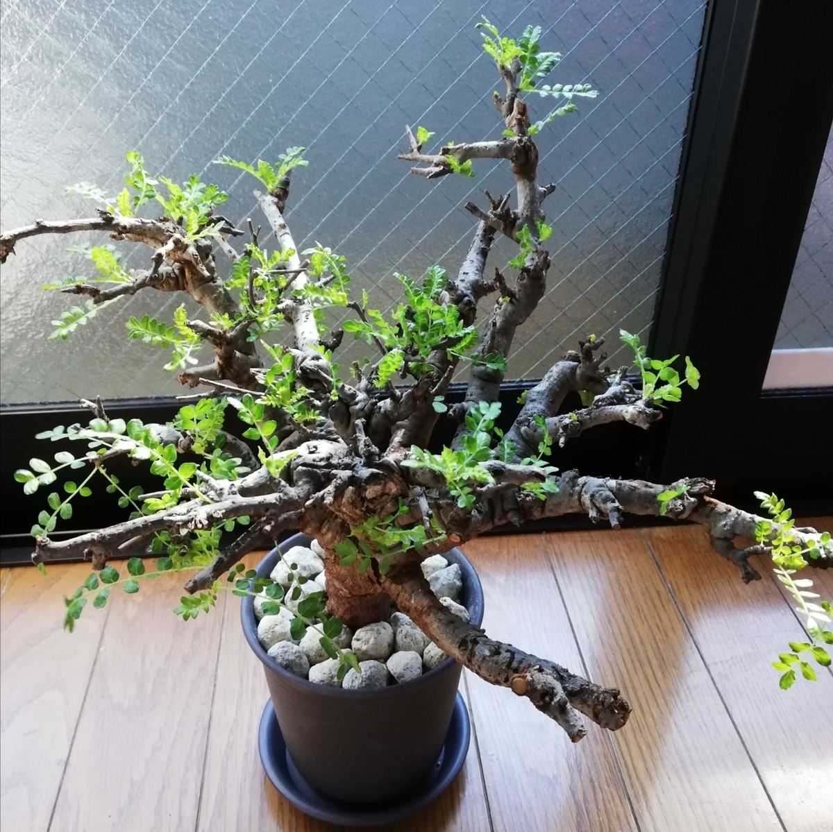 ネグレクタ プラ鉢ごと発送 ボスウェリア 発根済み 盆栽 発根済み