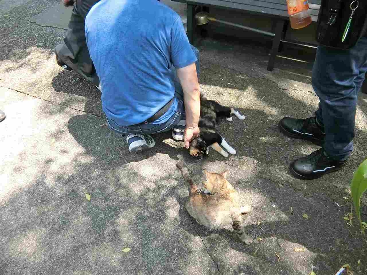 f:id:shin_no_suke_96:20190921152858j:plain