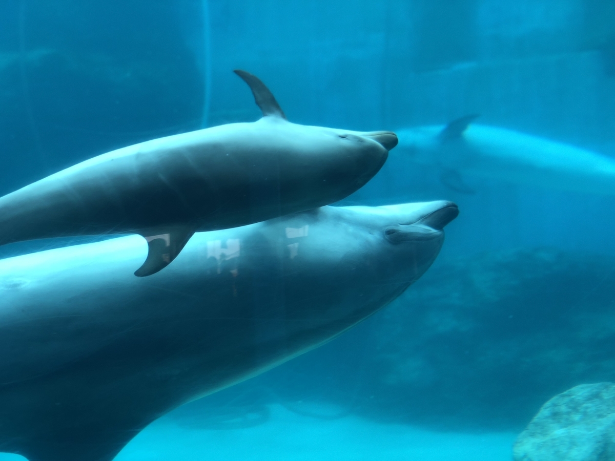 f:id:shinamon3250:20211003233057j:plain