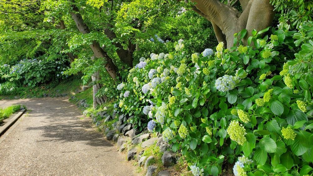 中央公園の紫陽花