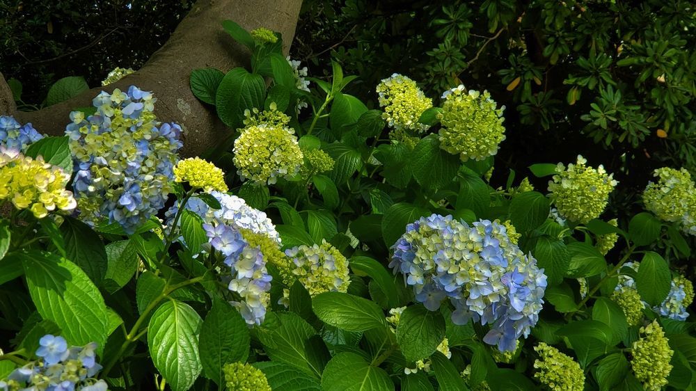 中央公園の紫陽花