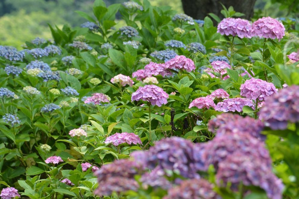 観音崎公園の紫陽花