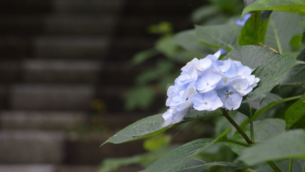 観音崎公園の紫陽花