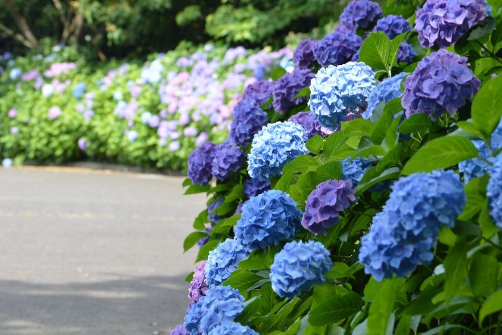 横須賀美術館近くの紫陽花