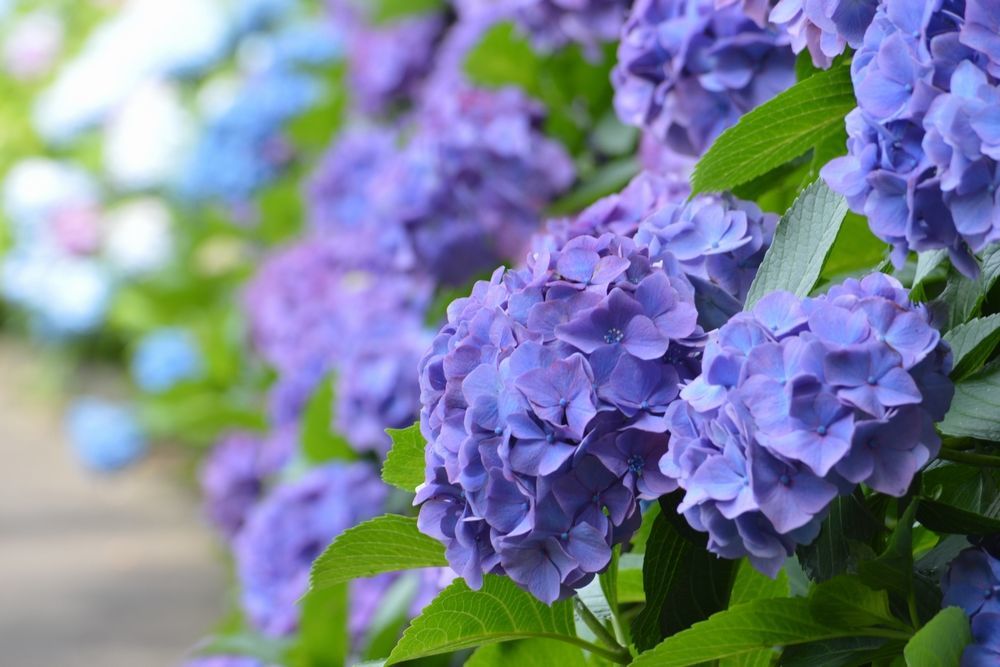 横須賀美術館近くの紫陽花