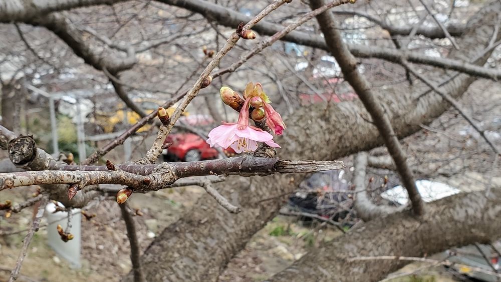 三崎口駅の河津桜