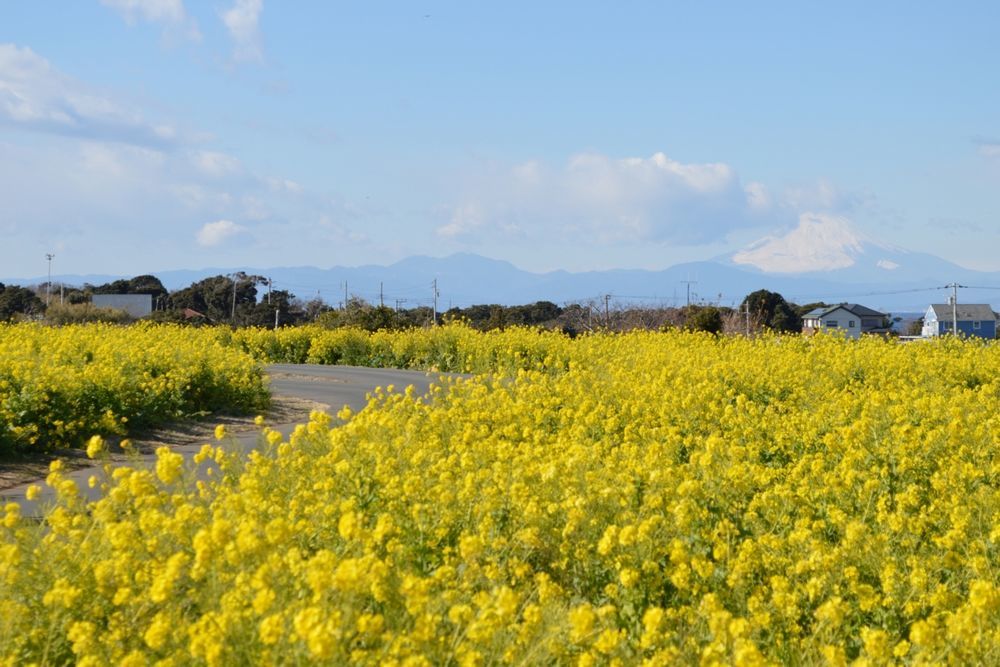 ソレイユの丘・菜の花と富士山