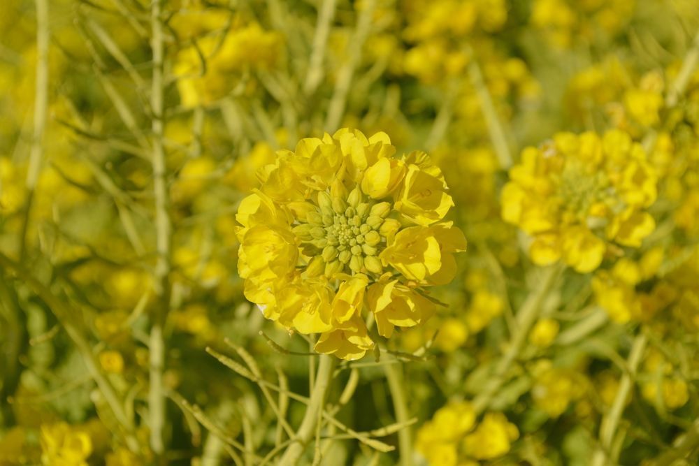 ソレイユの丘・菜の花