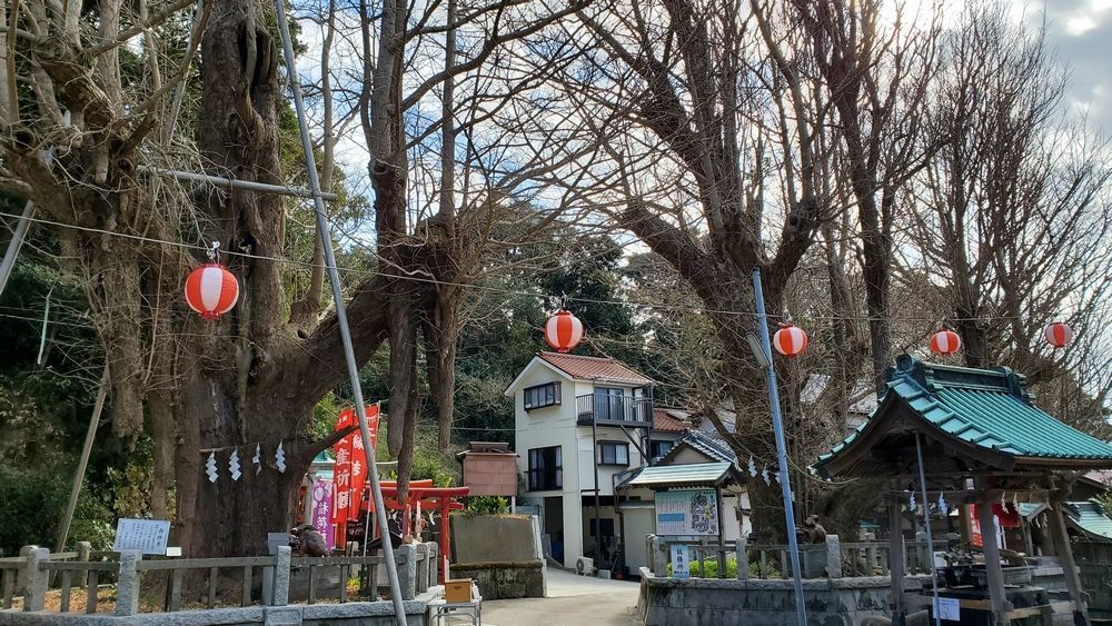 海南神社の御神木