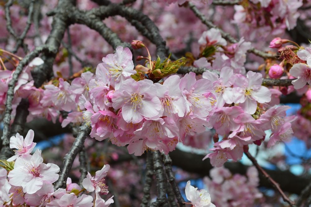 三浦海岸駅の河津桜