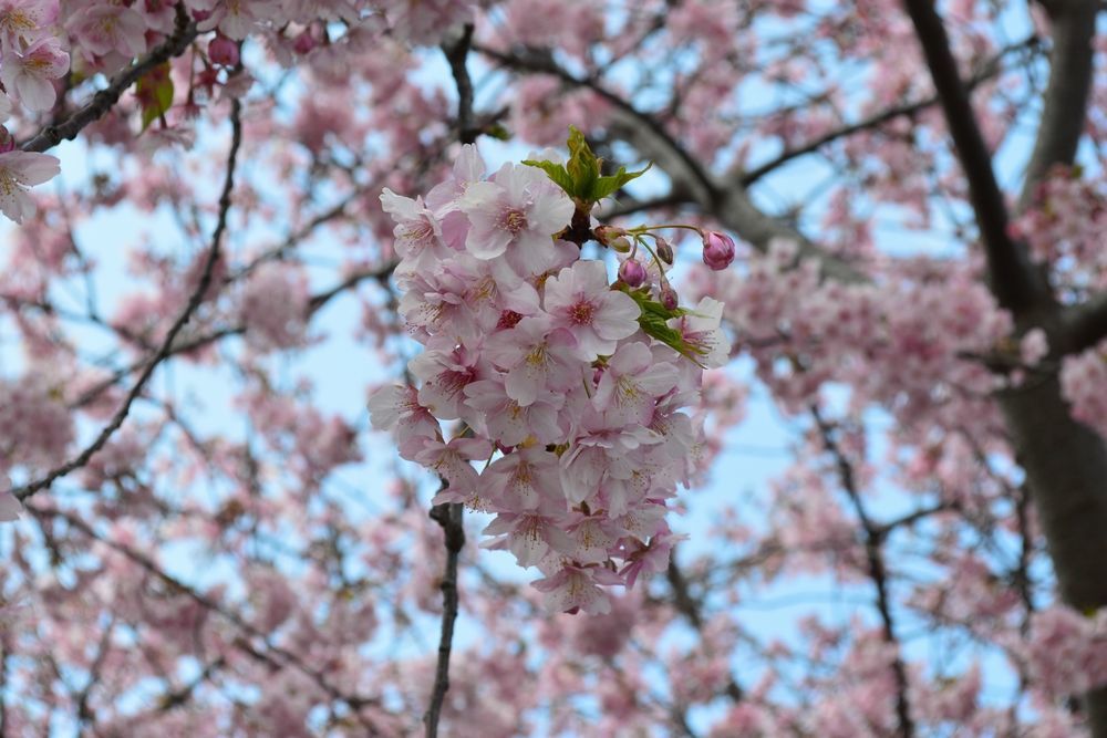 三浦海岸駅の河津桜