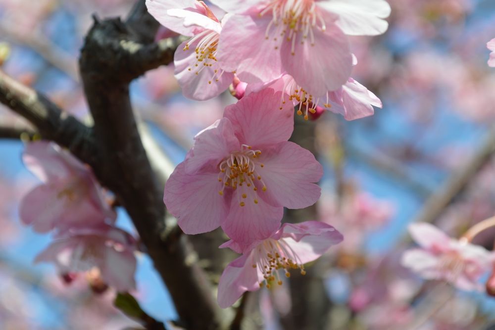 三崎口駅の河津桜