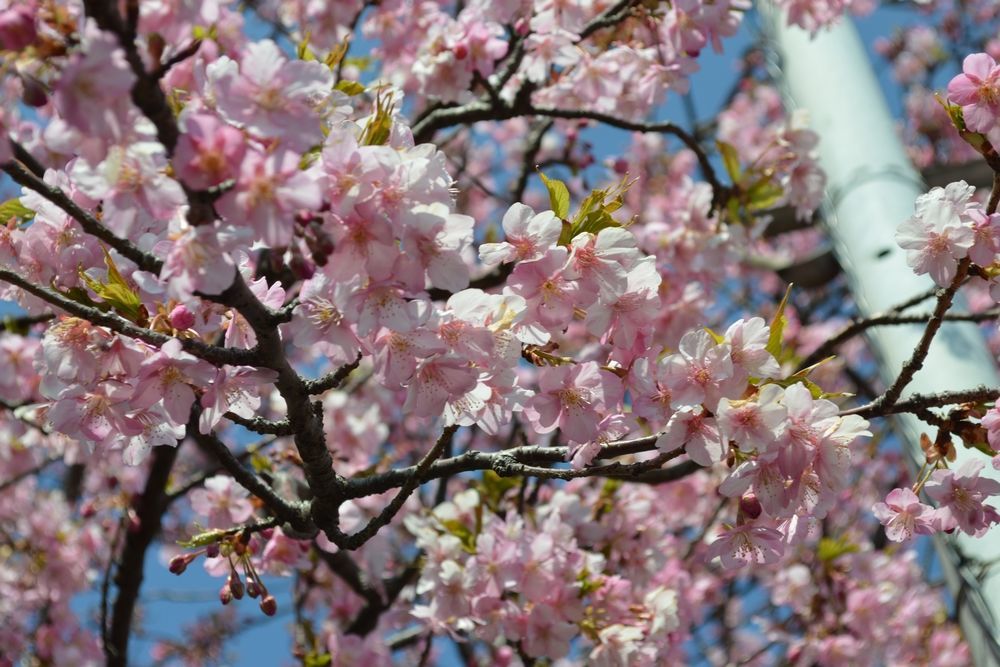 三崎口駅の河津桜