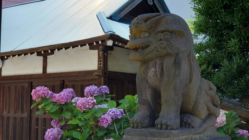 横須賀諏訪神社 狛犬と紫陽花