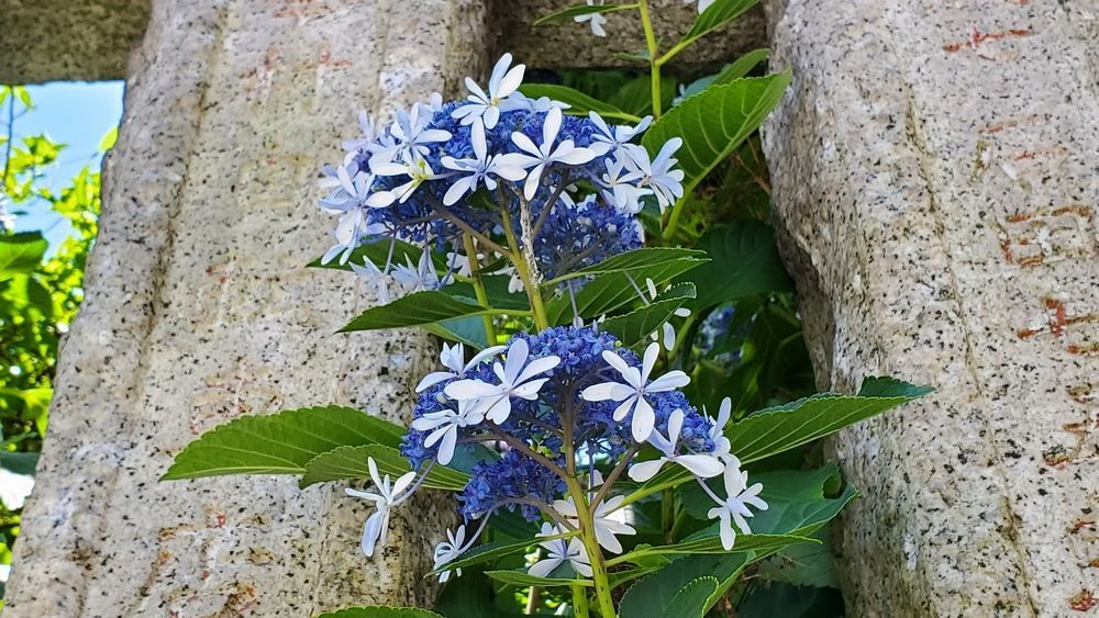 横須賀諏訪神社 紫陽花