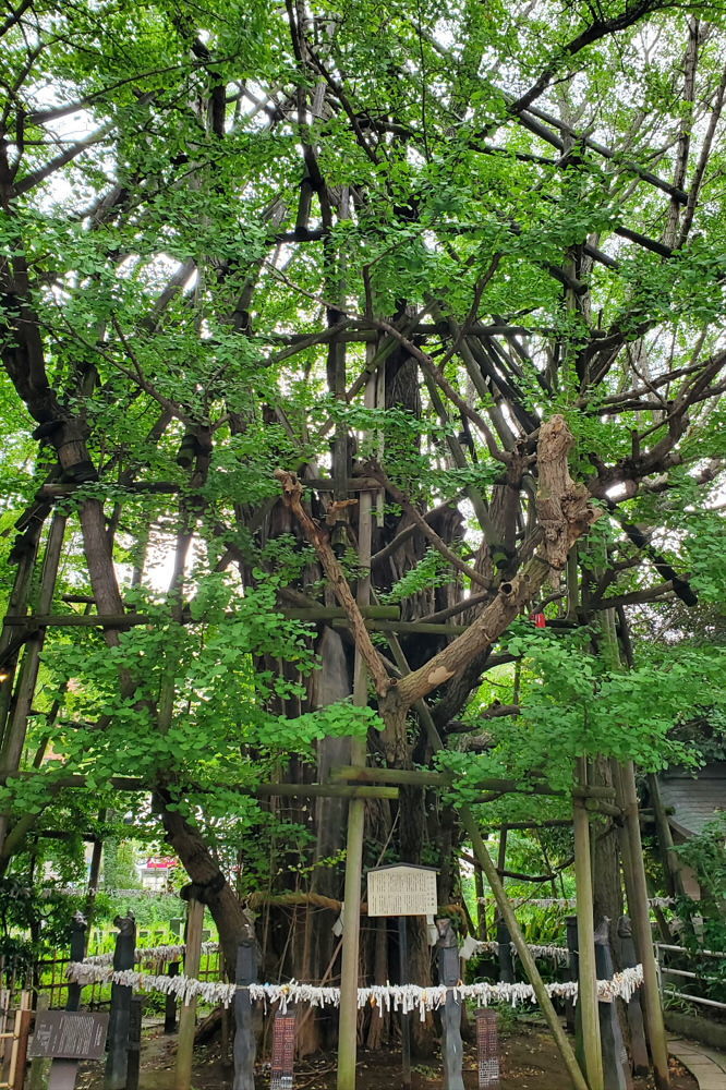 稲毛神社の御神木