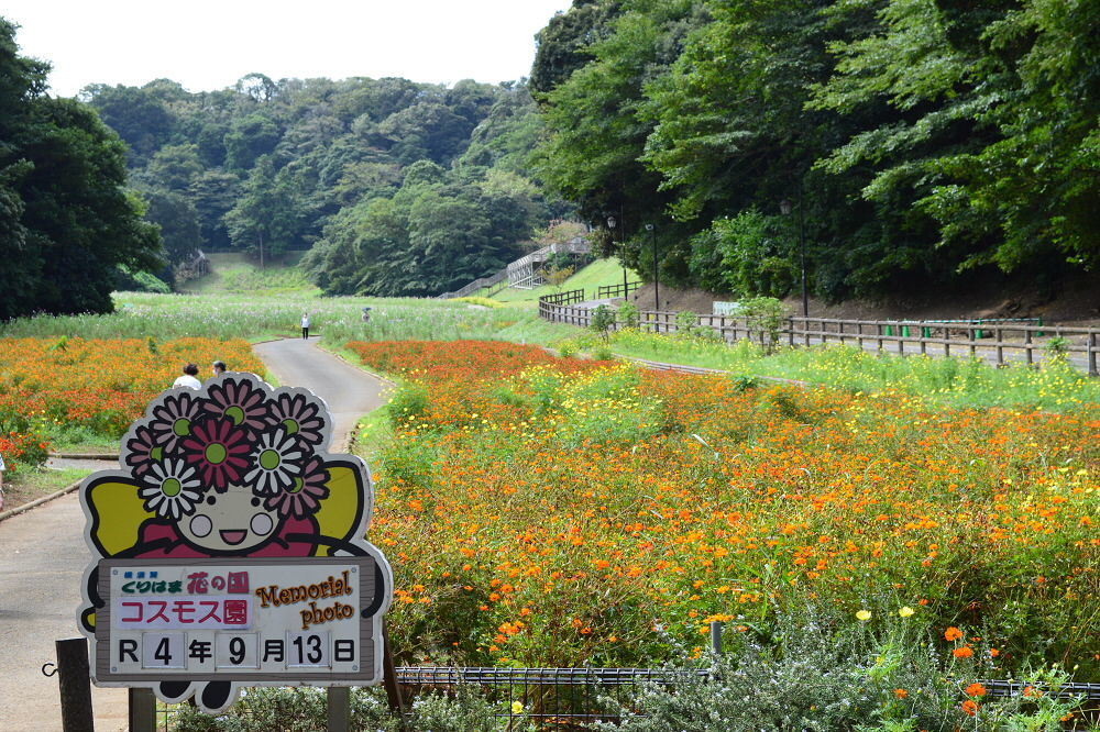 くりはま花の国 コスモス園