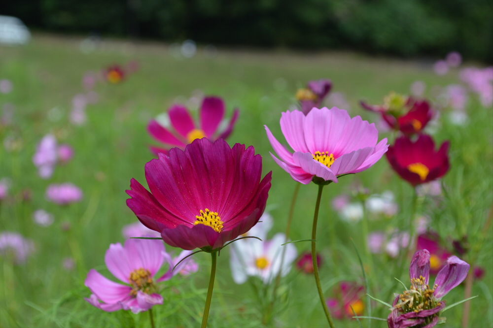 くりはま花の国 コスモス