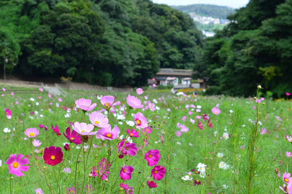 くりはま花の国 コスモス