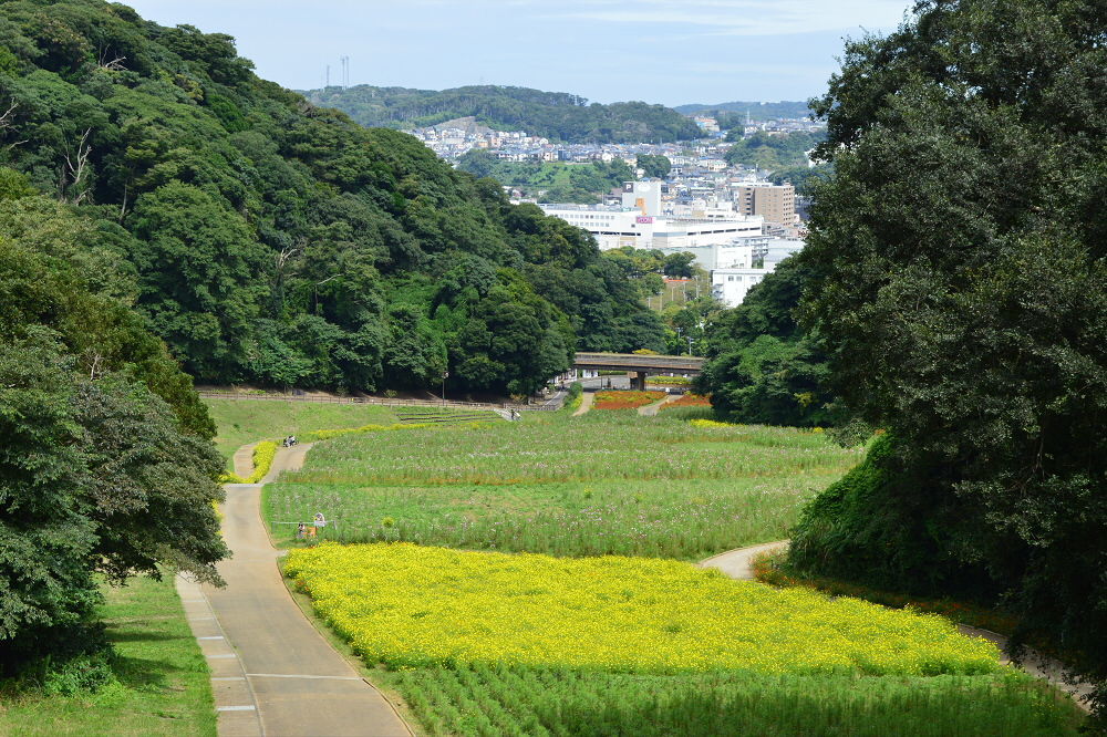 くりはま花の国 コスモス園