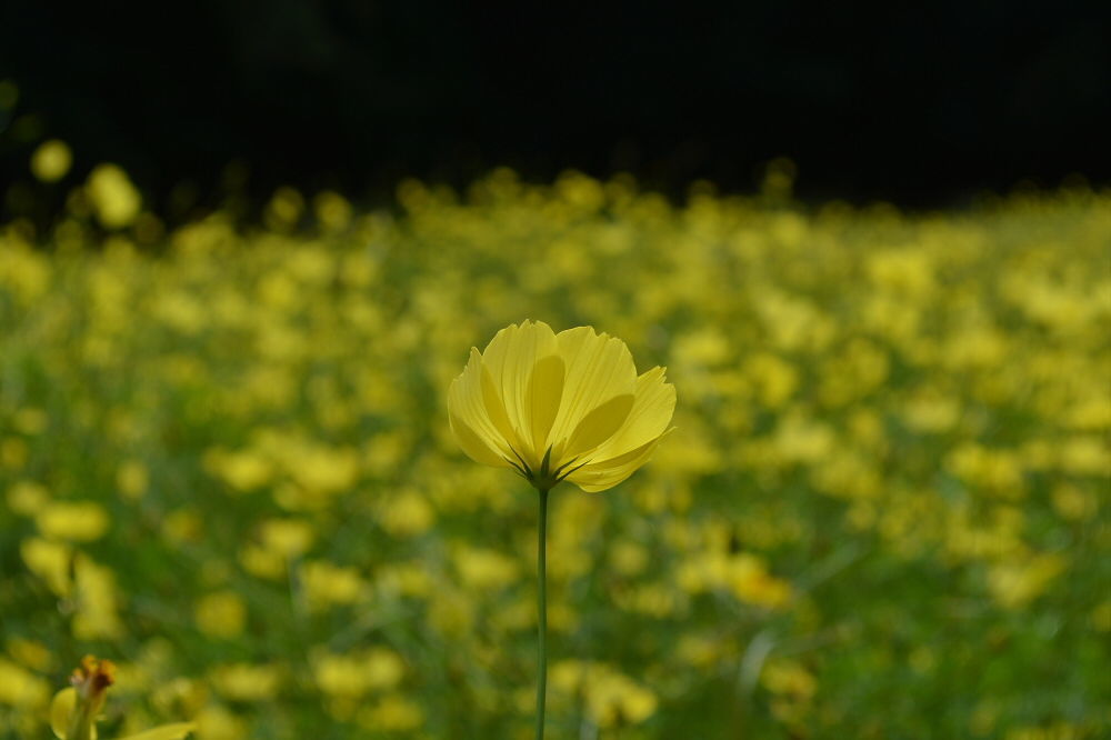 くりはま花の国 コスモス