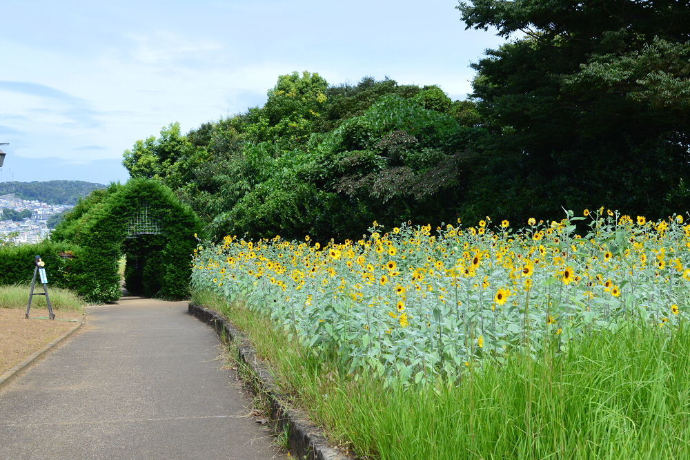 くりはま花の国 ハーブ園