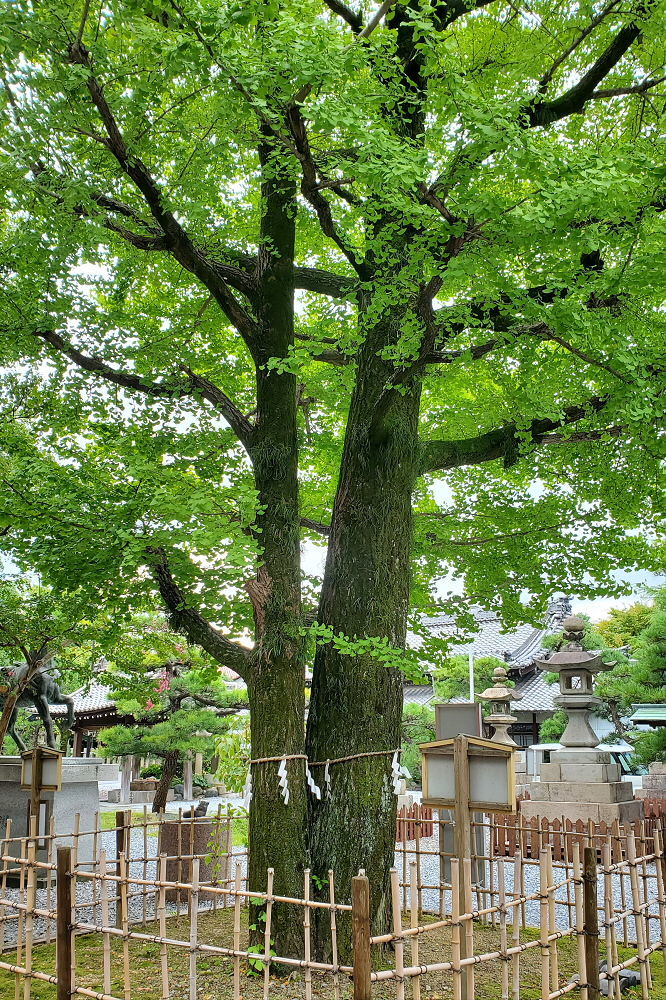 大垣八幡神社 夫婦銀杏