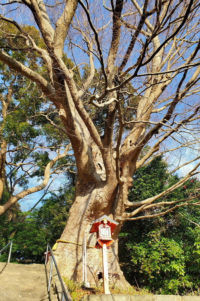 吉田神社 御神木