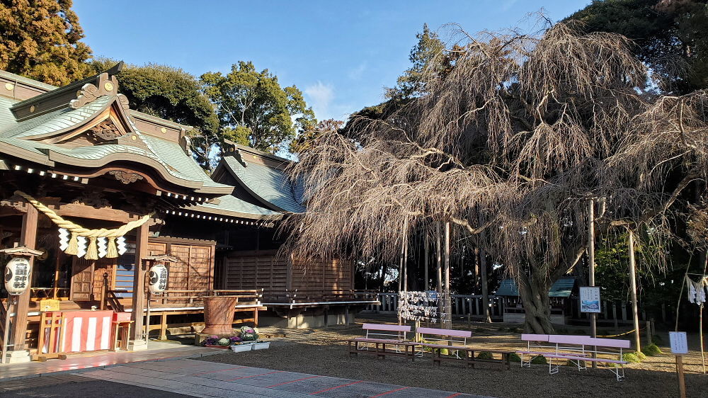 吉田神社 枝垂れ桜と拝殿