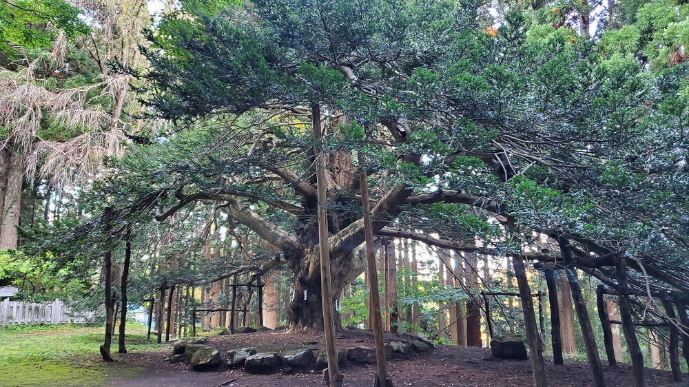 真山神社 榧の木