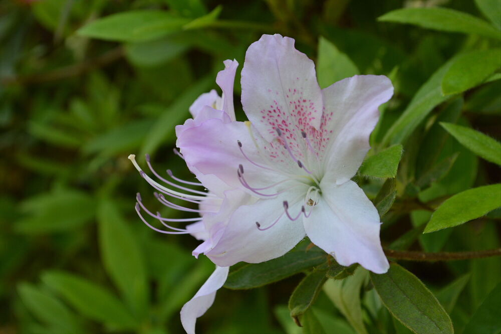 Yokosuka Photo ~太田和つつじの丘~(2023.04.11) しんちゃんの部屋